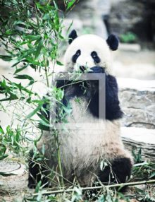 One of eighteen Panda Bears living in the Beijing Zoo eats bamboo shoots as its basic meal. Pandas generally weigh approximatelly 150 pounds and are mild natured.(AP Photo/Dick Druckman)