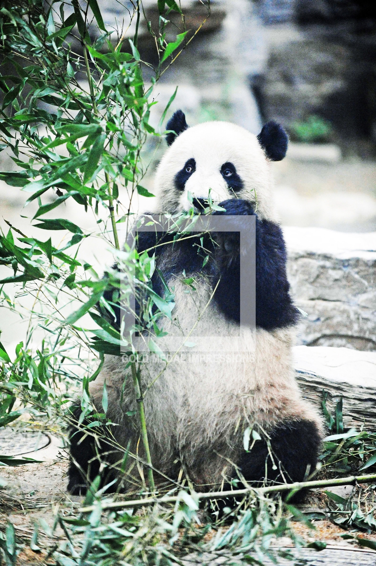 One of eighteen Panda Bears living in the Beijing Zoo eats bamboo shoots as its basic meal. Pandas generally weigh approximatelly 150 pounds and are mild natured.(AP Photo/Dick Druckman)