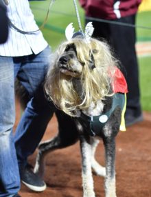 Canine version of Noah Syndergaard affectionately known as THOR