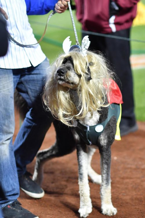 Canine version of Noah Syndergaard affectionately known as THOR